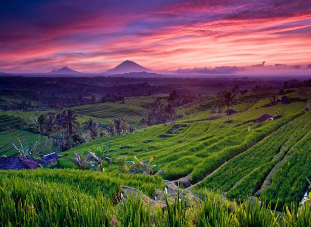 Jatiluwih Rice Terrace